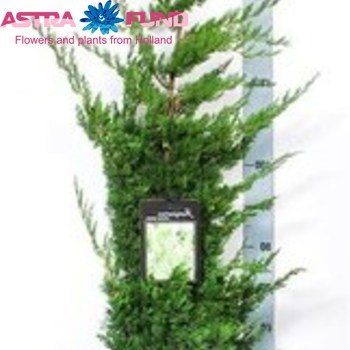 Juniperus Chin. Kaizuka fotó