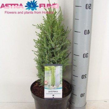 Juniperus Compressa fotó