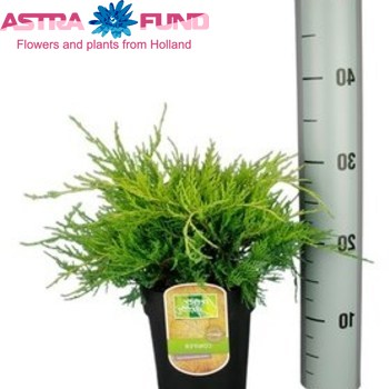 Juniperus Gold Coast foto