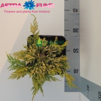 Juniperus Golden Carpet foto