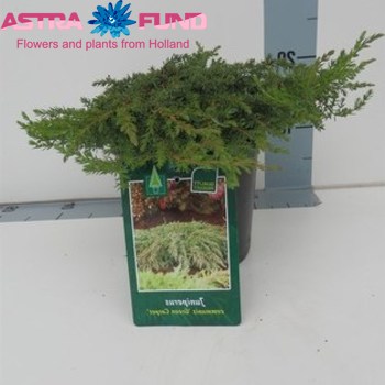 Juniperus Green Carpet foto
