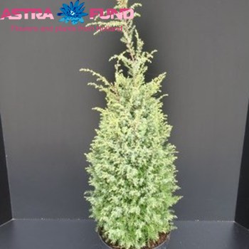 Juniperus Hibernica foto