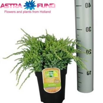 Juniperus Holger foto
