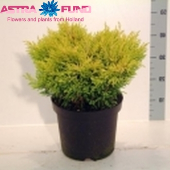 Juniperus Lime Glow foto
