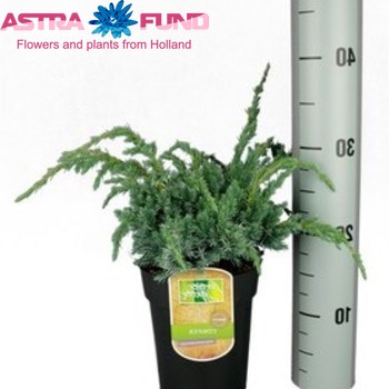 Juniperus Meyeri foto