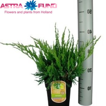 Juniperus Mint Julep foto