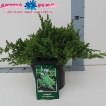 Juniperus Nana foto
