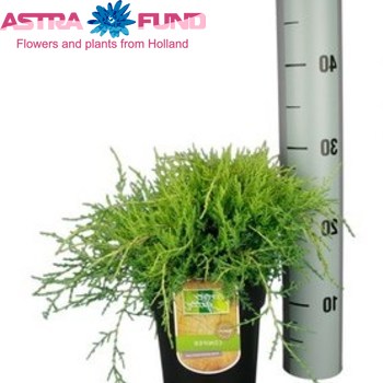 Juniperus Old Gold foto