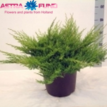 Juniperus Prince of Wales foto