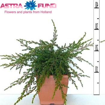 Juniperus Repanda foto
