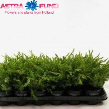 Juniperus Schlager foto