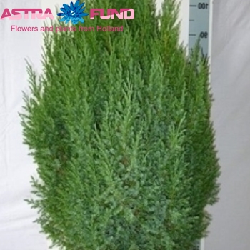Juniperus Stricta foto
