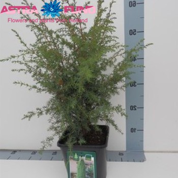 Juniperus Suecica foto