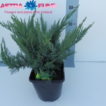 Juniperus Tamariscifolia foto