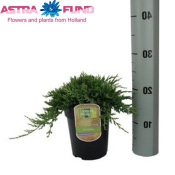 Juniperus Wiltonii foto