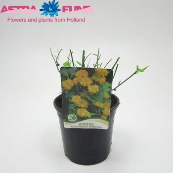 Kerria Jap. Pleniflora foto