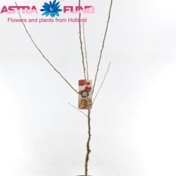 Malus Dom.Gloster (Laagstam) fotó