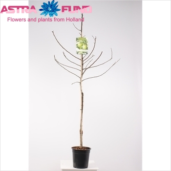 Malus Dom.Granny Smith (Laagstam) fotó