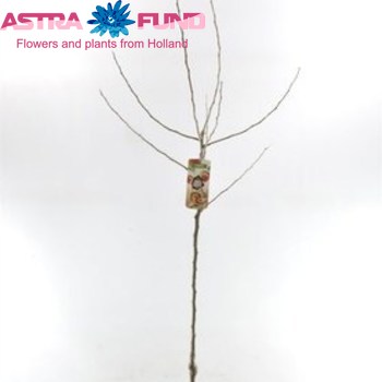 Malus Dom.Rode Boskoop (Laagstam) fotó