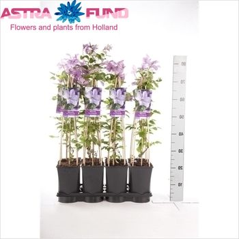 Clematis Margaret Hunt fotó