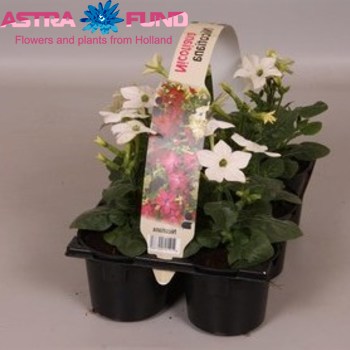 Nicotiana White foto