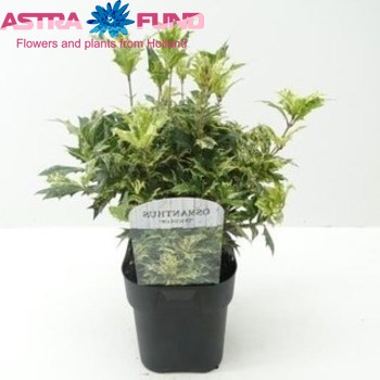 Osmanthus Het. Tricolor Foto