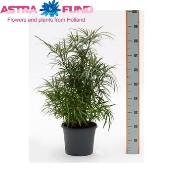 Osmoxylon Lineare Foto