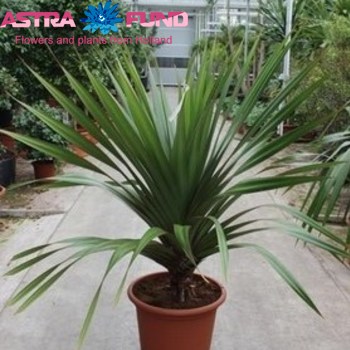 Pandanus photo
