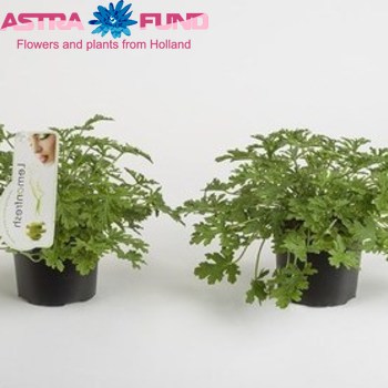 Pelargonium Graveolens (Lemon) fotó