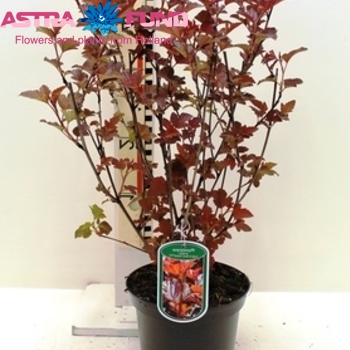 Physocarpus Lady In Red Foto