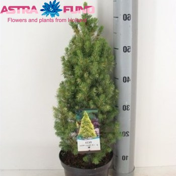 Picea J.W.Daisy's White fotografija