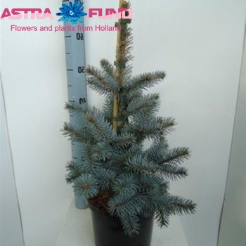 Picea Koster fotografija