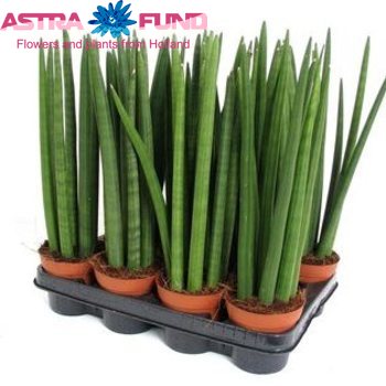 Sansevieria Spagethii foto
