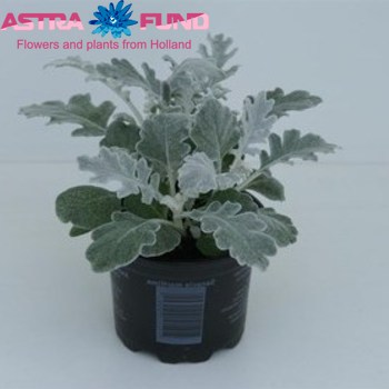 Senecio Maritima foto