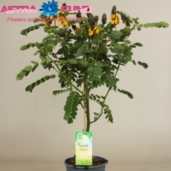Senna Didymobotrya foto