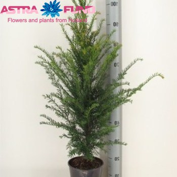 Taxus Baccata fotó