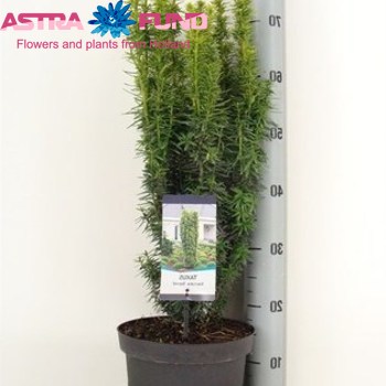 Taxus Baccata David fotó
