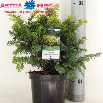 Taxus Baccata Summergold fotó
