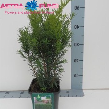 Taxus Densiformis fotó