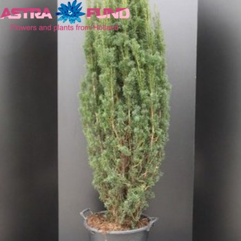 Taxus Fastigiata Robusta fotó