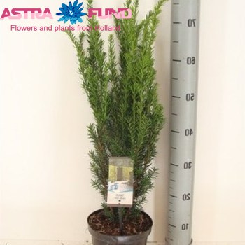 Taxus Hillii fotó