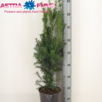 Taxus Media Hicksii fotó
