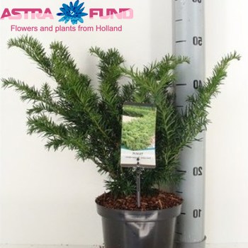 Taxus Repandens fotó