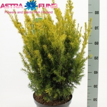 Taxus Wintergold fotó