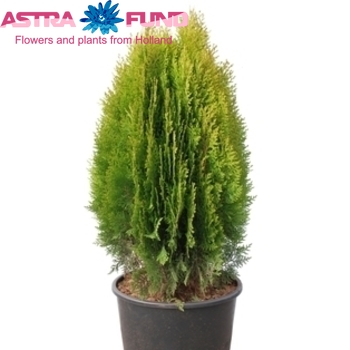 Thuja Aurea Nana fotó