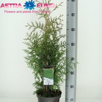 Thuja Brabant fotó