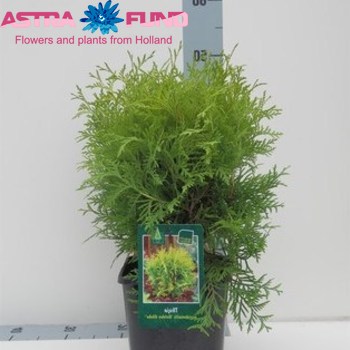 Thuja Golden Globe fotó