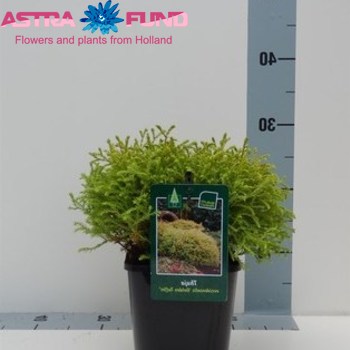 Thuja Golden Tuffet fotó