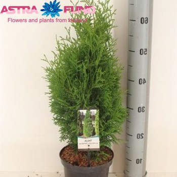 Thuja Holmstrup fotó