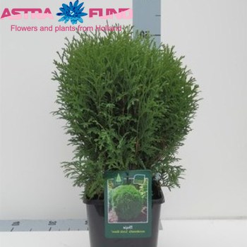 Thuja Little Giant fotó